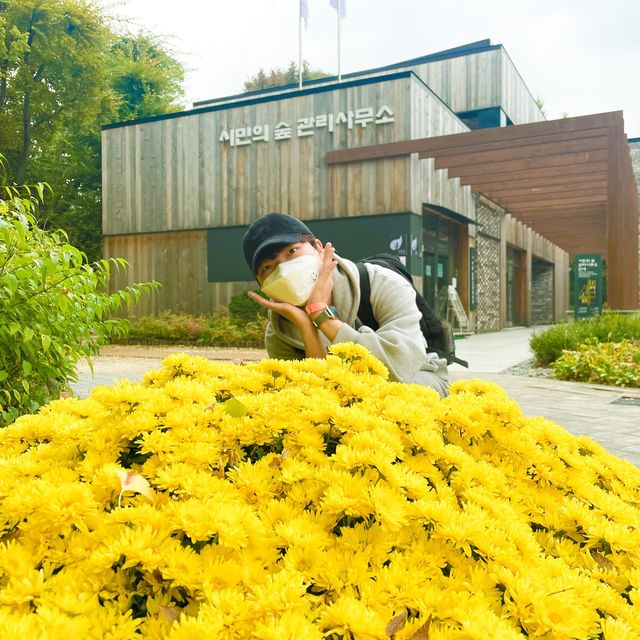 알록달록 단풍을 수놓은 양재시민의숲🍁