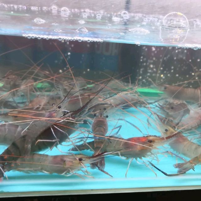 在室內大玩捉新鮮流水蝦，真開心！