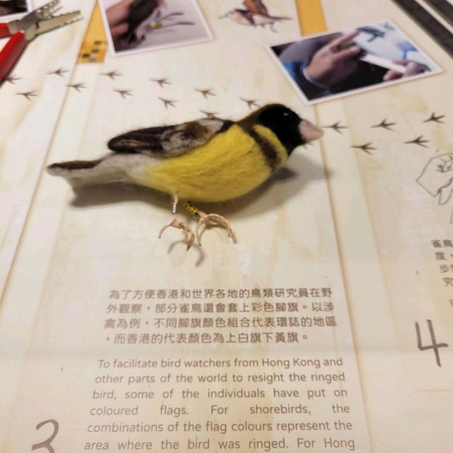 魚塘有樂 - 香港魚塘保育十周年特展 魚塘有樂 - 香港魚塘保育十周年特展
