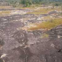 ทุ่งดอกไม้ป่าน้ำตกผาหลวง #ศรีเมืองใหม่ อุบลราชธานี