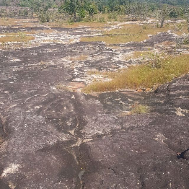 ทุ่งดอกไม้ป่าน้ำตกผาหลวง #ศรีเมืองใหม่ อุบลราชธานี