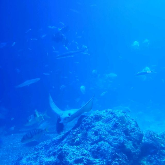 【屏東車城】海洋生物博物館