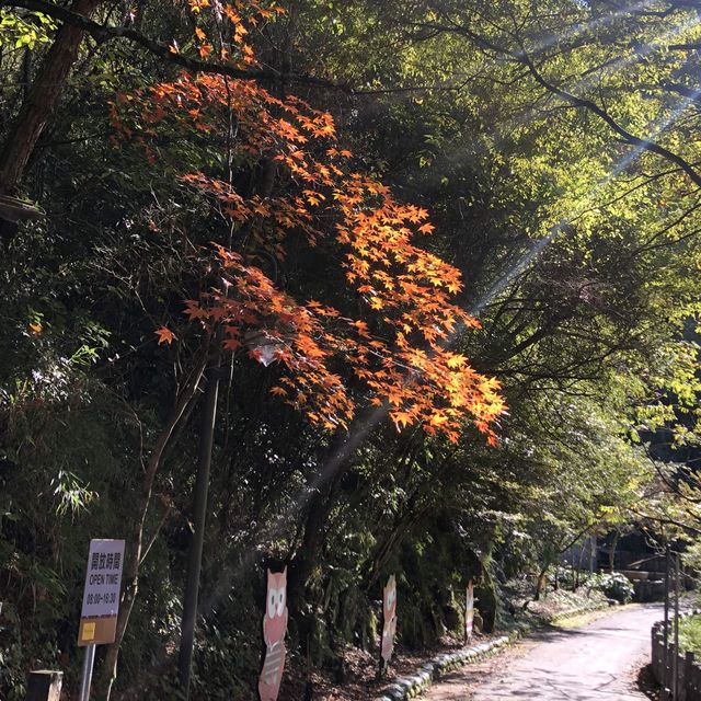 梨山//希利克步道