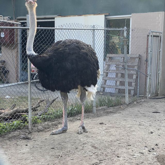 大棠有機生態園