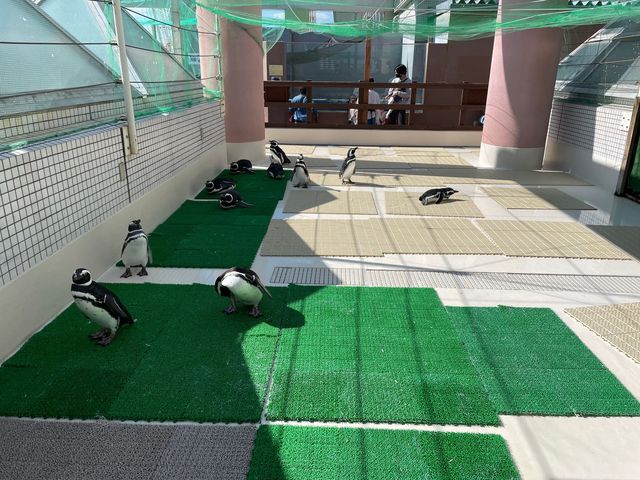 ペンギンの餌やり体験も🐧ふれあい体験がいっぱいの水族館🐟