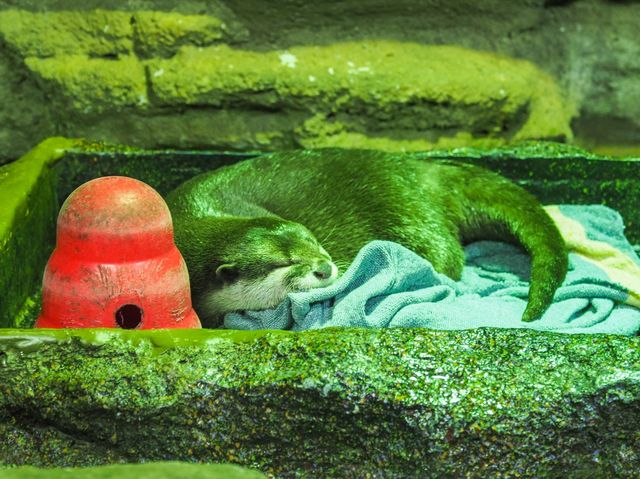 Aquaria Phuket พิพิธภัณฑ์สัตว์น้ำที่ใหญ่ที่สุด