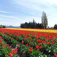 ก็ ทิวลิป ไปเลยสิจ๊ะ