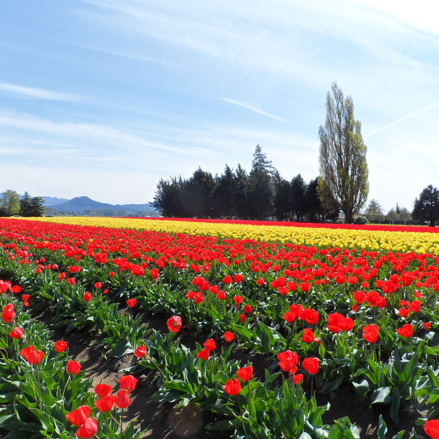 ก็ ทิวลิป ไปเลยสิจ๊ะ