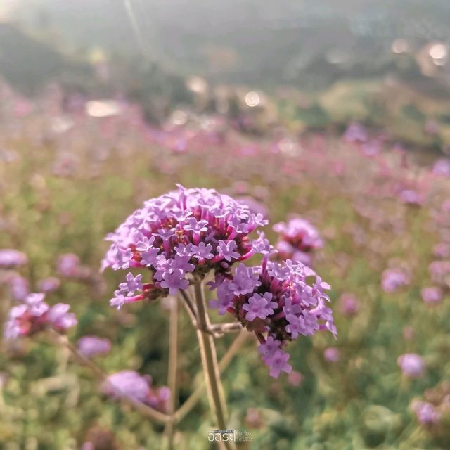 สวนดอกไม้​ แกรนวิว-การ์เด้น​ ​| ม่อนแจ่ม​ 