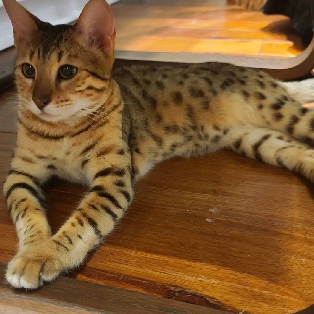 新竹招財咖啡~享受被萌貓包圍😻❤