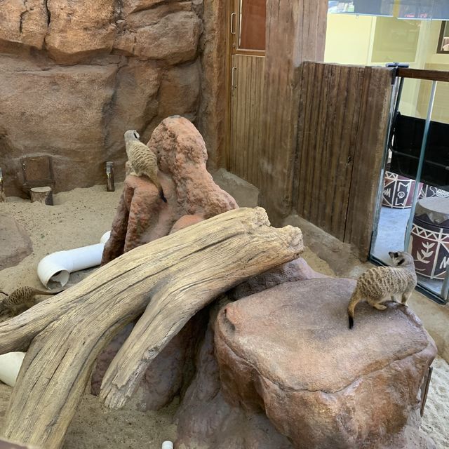 親親小狐獴與大象龜