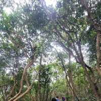 香港靚景行山好去處 ～ 西高山