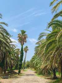 [제주] 상가리야자숲🌴
