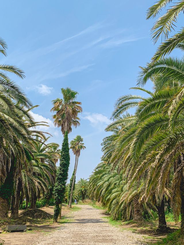 [제주] 상가리야자숲🌴