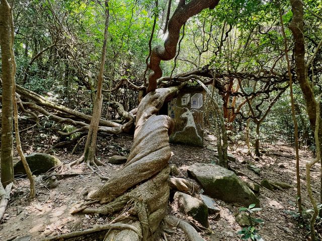 【行山】茅坪古道、北港古道：古靈精怪榼藤