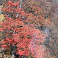 苗場はもう晩秋🍁日本最長ゴンドラ