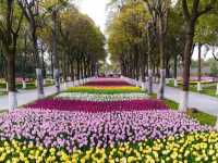 Shanghai Flower Port - Tulip Festival 