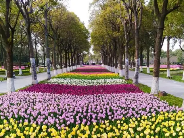 Shanghai Flower Port - Tulip Festival 