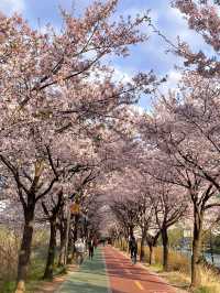 벚꽃 터널이 아름다운 올림픽공원 송파둘레길🌸