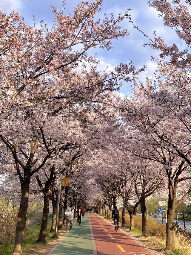 벚꽃 터널이 아름다운 올림픽공원 송파둘레길🌸