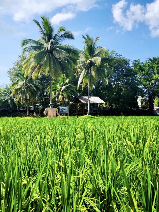 Laman Padi Rice Garden - Langkawi, Malaysia  