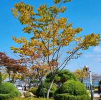 Fall in Pyeongwha Square