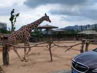 SOoo Many animals up close 🙉🦓 Hangzhou