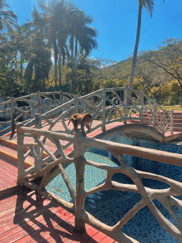 Nanwan Monkey Island🌴🙊🥥