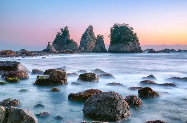 Izu Peninsula's cherry blossoms 🌸