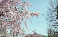 Shiga's beautiful cherry blossoms.