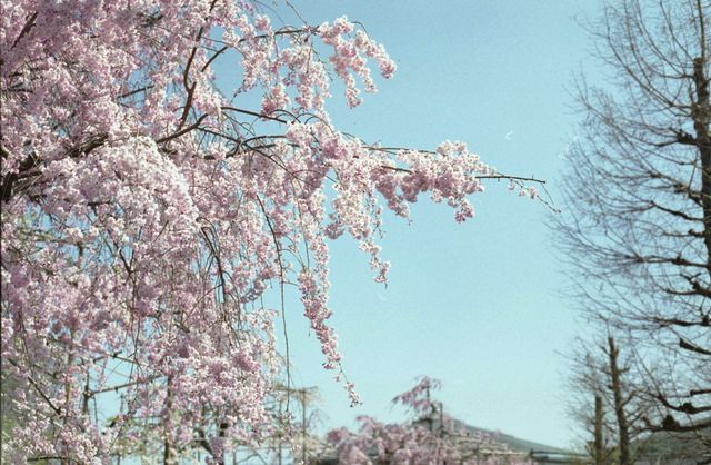 Shiga's beautiful cherry blossoms.