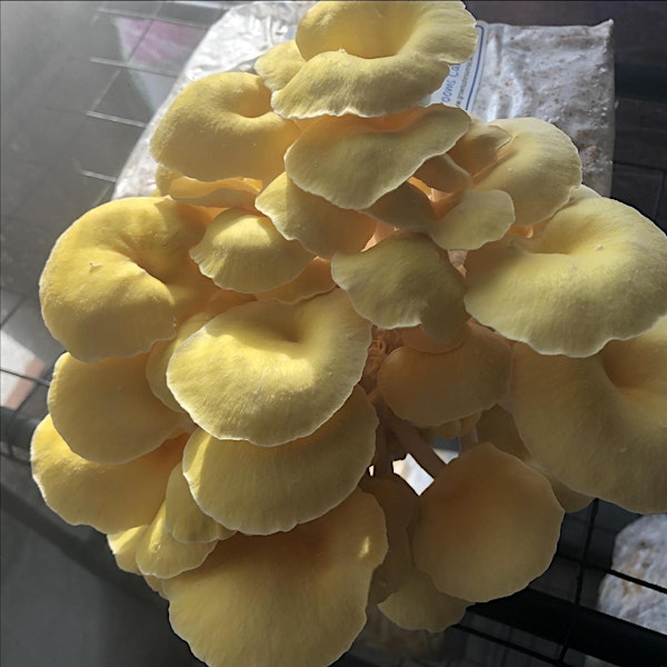 Culture des champignons - Débutant | 475 Ave Champlain