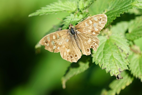 Wild Families: Butterflies (ECC2511) | Carlton Marshes Nature Reserve & Visitor Centre