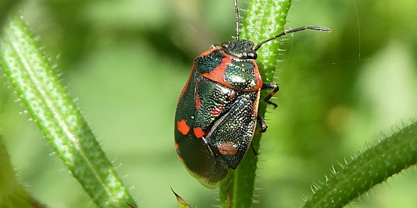 Introduction to Shieldbugs and Leatherbugs | Tyland Barn