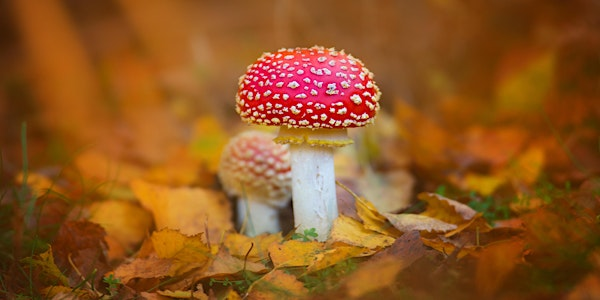 Hidden Wolseley: Fungi and Lichen at The Wolseley Centre | The Wolseley Centre