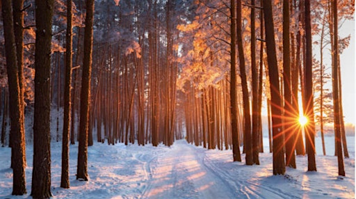 Roots Of The Season: Healing Wisdom for Wellness & Balance, Winter Workshop | 2526 N Reynolds Rd