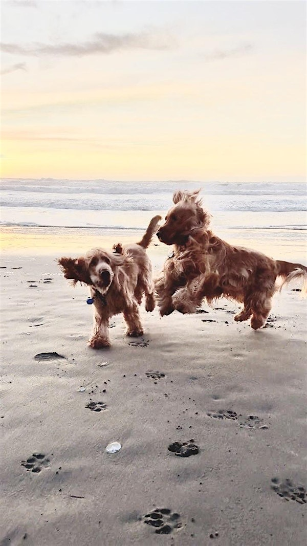 Cocker Spaniel Meet | Dog Beach | Huntington Beach
