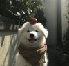 무드채집