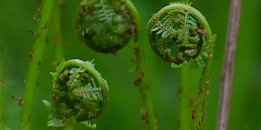 Weekend Wellness: Forest Bathing in Hothfield Heathlands | Hothfield Heathlands Nature Reserve