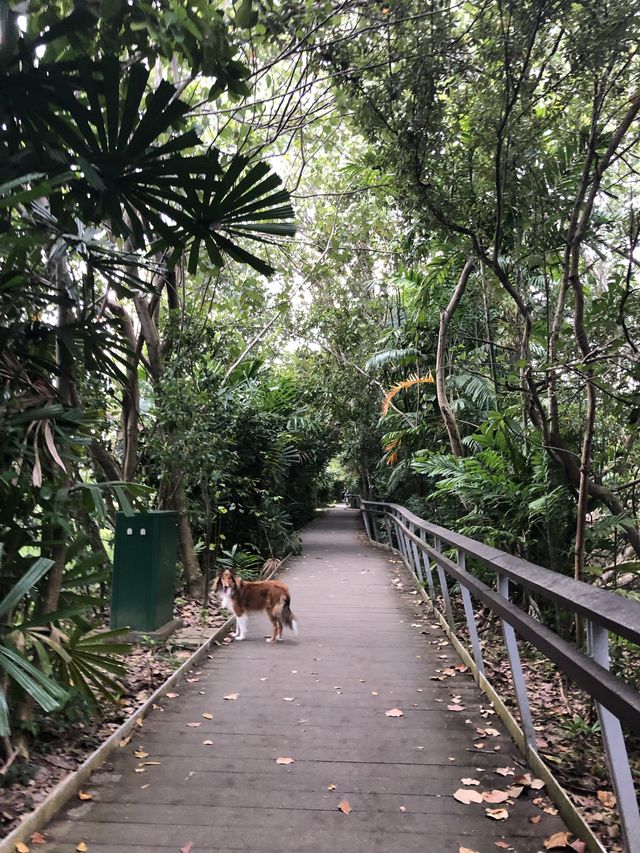 🐕🐾 hiking with your furkids