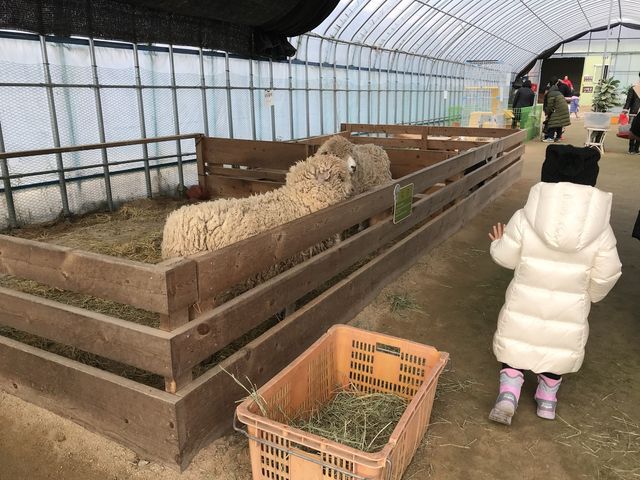 강릉 아기동물농장 아이와 함께 동물교감