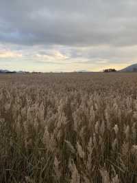 자연 향 가득 🌾 느낄 수 있었던 순천만습지