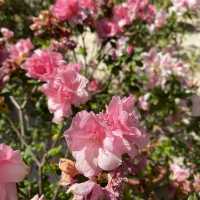 親子好去處｜香港動植物公園賞花攝影遊🌺