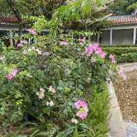 大角咀中式公園賞花｜漸變色橙黃花、烏龜、中式涼亭