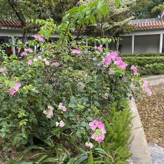 大角咀中式公園賞花｜漸變色橙黃花、烏龜、中式涼亭