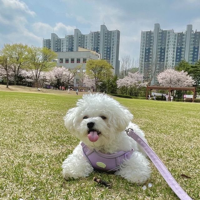 벚꽃으로 가득찬 용인 근린공원 🌸💗