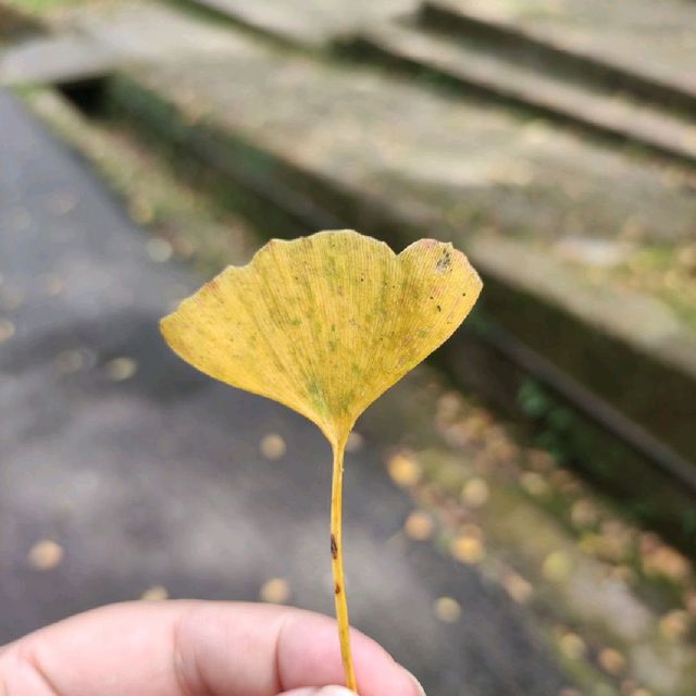 溪頭教育園區