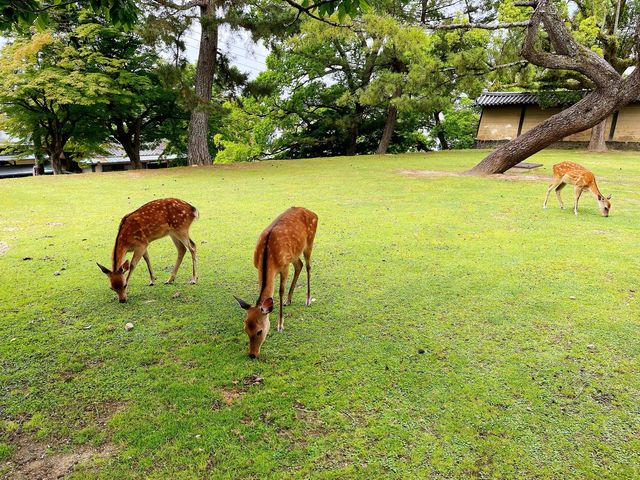 週末の旅【興福寺in奈良】