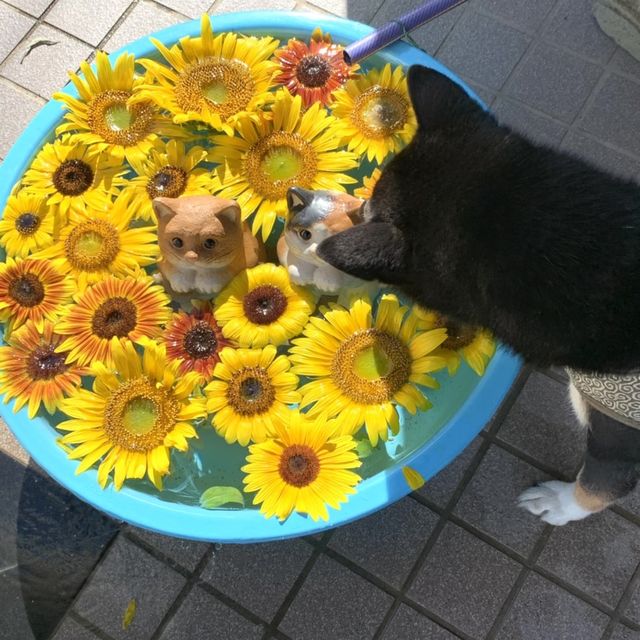 フォトジェニックな花畑　洲原ひまわりの里