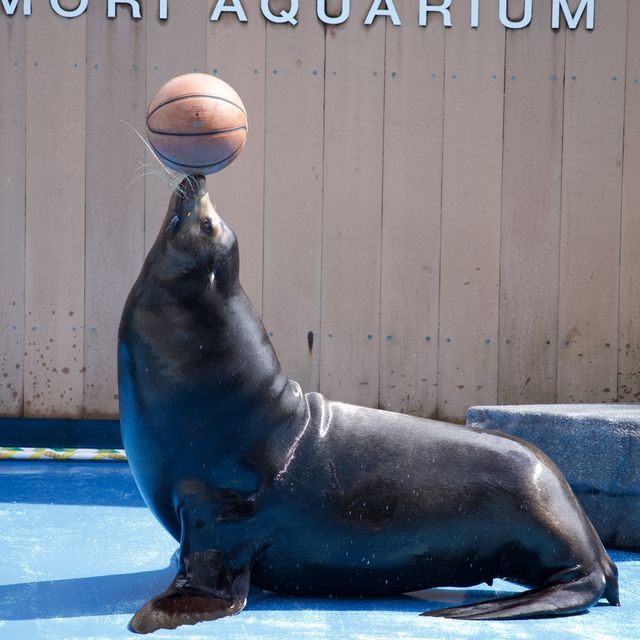 【仙台うみの杜水族館】仙台の家族で楽しめる水族館